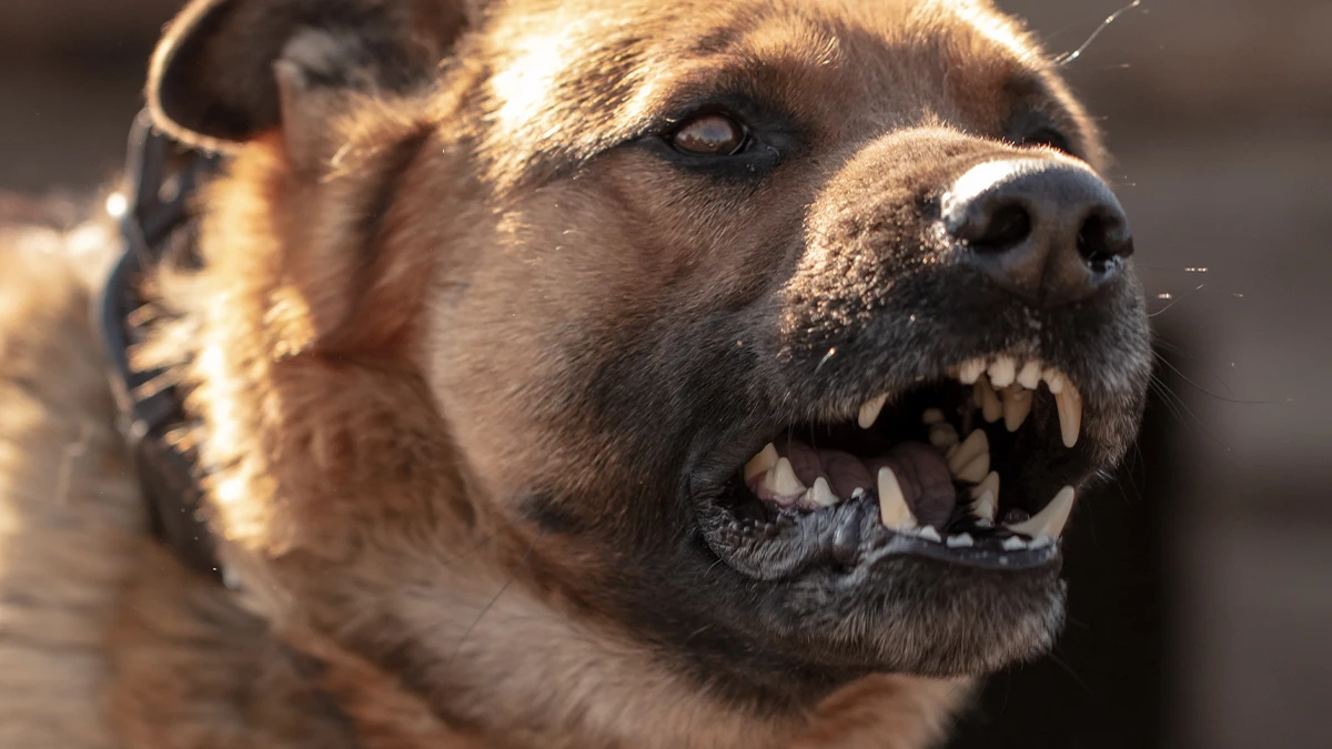 closeup of aggressive dog barking with teeth visible